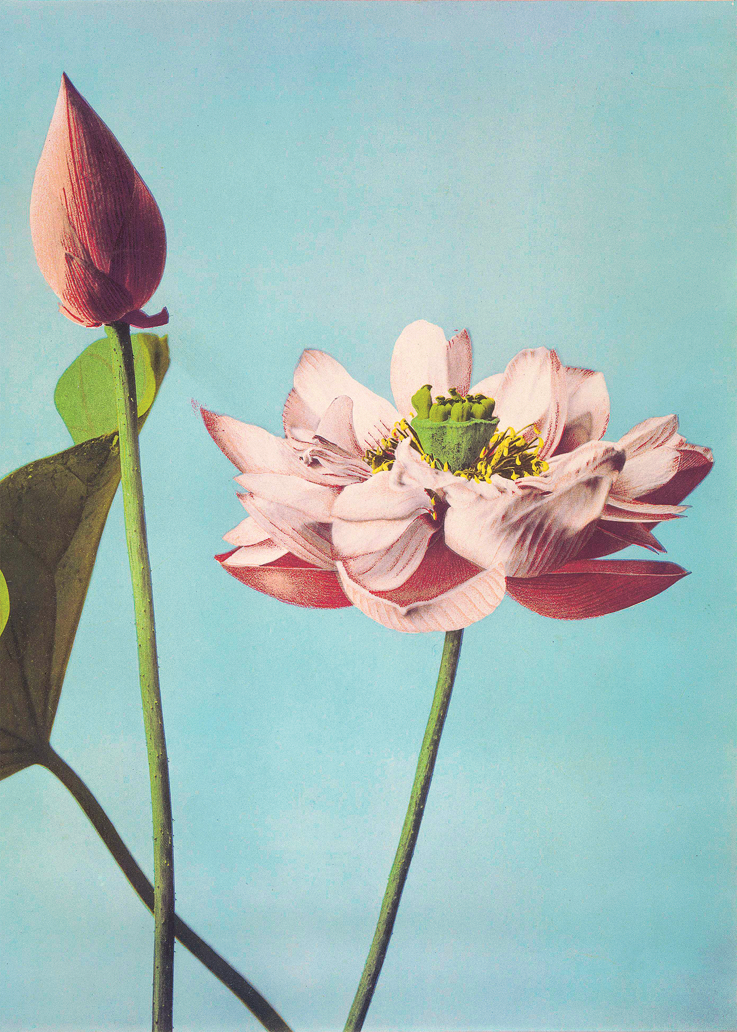 Ogawa Kazumasa - Lotus Flowers - Poster - 4