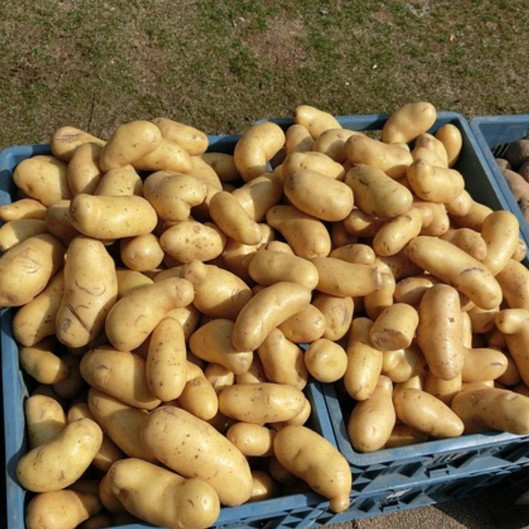 Sättpotatis - Alexandra 1kg