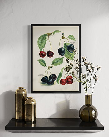 Cherries - Fruit Growers Guide - Poster