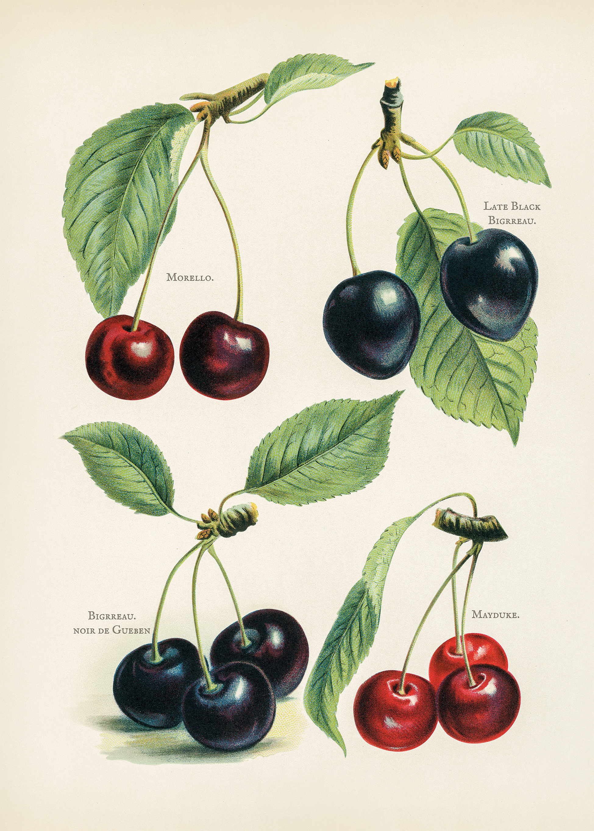 Cherries - Fruit Growers Guide - Poster - 2