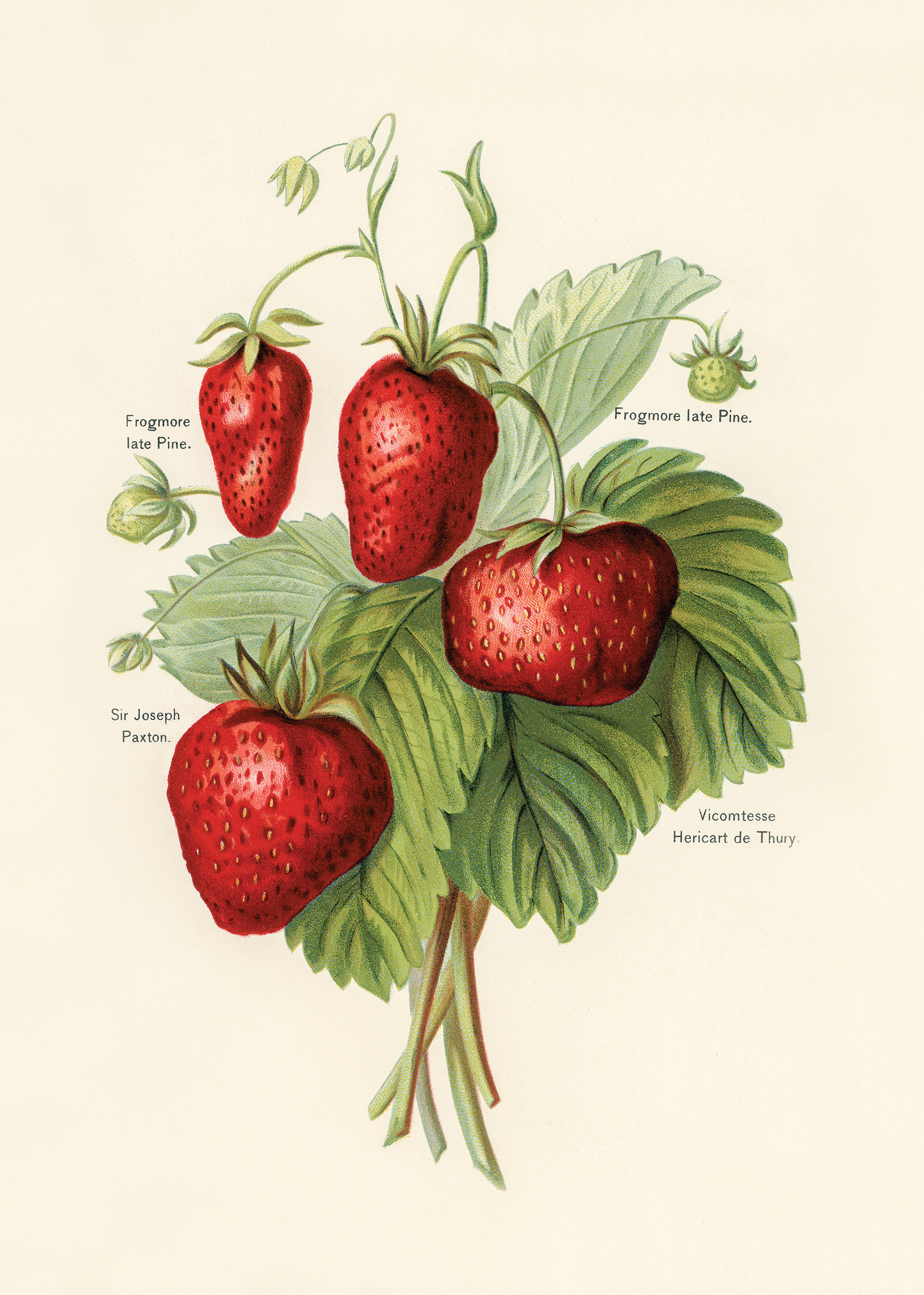 Strawberries - Fruit Growers Guide - Poster - 2