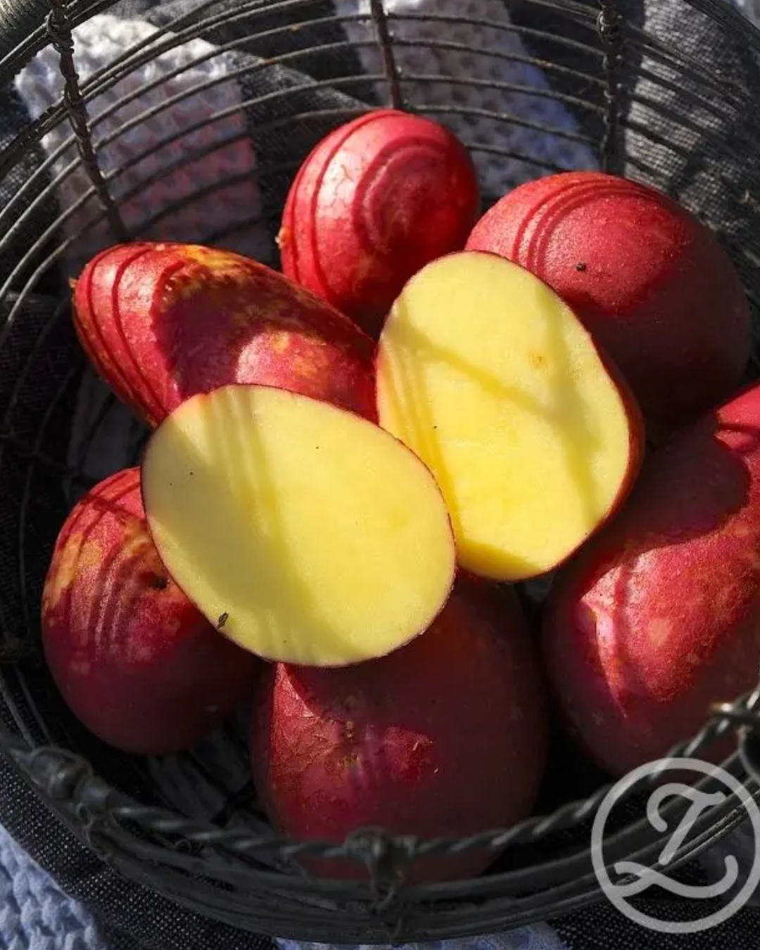 EKO Sättpotatis - Alouette 1kg