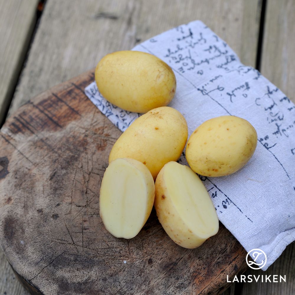 Sättpotatis - Annabelle 1kg