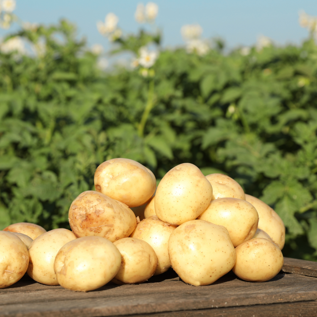 Sättpotatis - Baby Lou 1kg