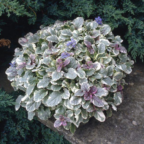 1247  Ajuga reptans  Burgundy Glow  I  Svenskt namn  :Revsuga  I  Krukstorlek   : 11c  I  Förväntad Höjd  :  15 cm  I  Blomningstid :  juni - 2
