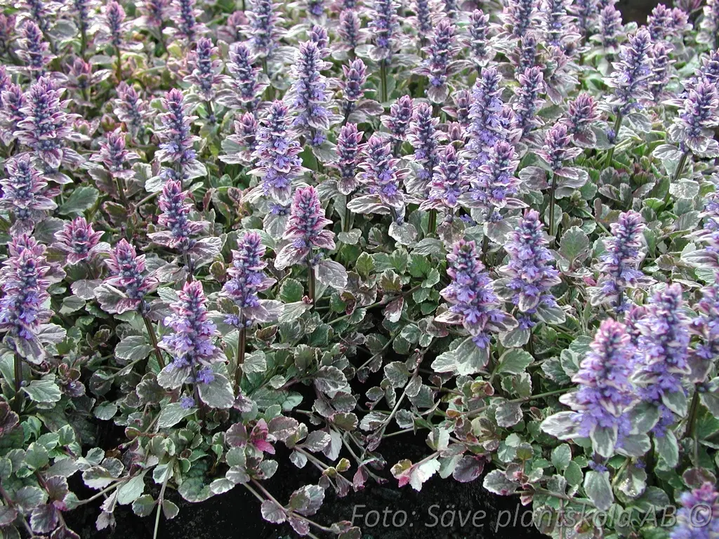 1247  Ajuga reptans  Burgundy Glow  I  Svenskt namn  :Revsuga  I  Krukstorlek   : 11c  I  Förväntad Höjd  :  15 cm  I  Blomningstid :  juni - 3