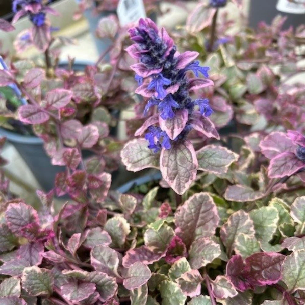 1247  Ajuga reptans  Burgundy Glow  I  Svenskt namn  :Revsuga  I  Krukstorlek   : 11c  I  Förväntad Höjd  :  15 cm  I  Blomningstid :  juni