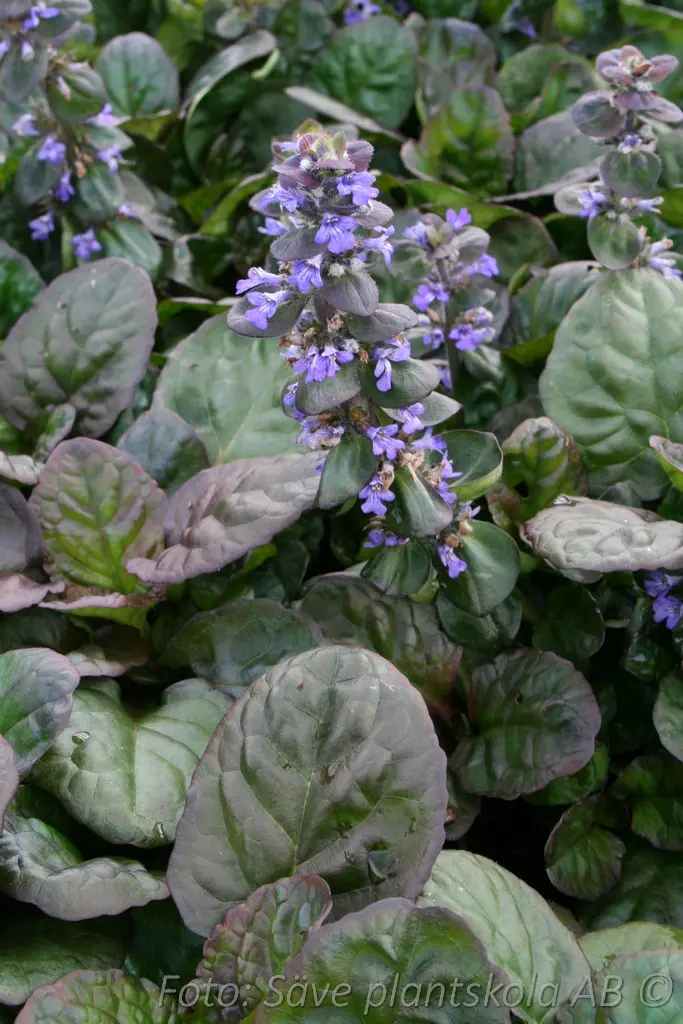1254  Ajuga reptans  Catlins Giant   I  Svenskt namn  :Revsuga  I  Krukstorlek   : 11c  I  Förväntad Höjd  :  20 cm  I  Blomningstid :  juni - 3
