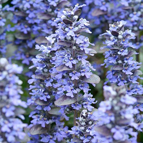 1254  Ajuga reptans  Catlins Giant   I  Svenskt namn  :Revsuga  I  Krukstorlek   : 11c  I  Förväntad Höjd  :  20 cm  I  Blomningstid :  juni