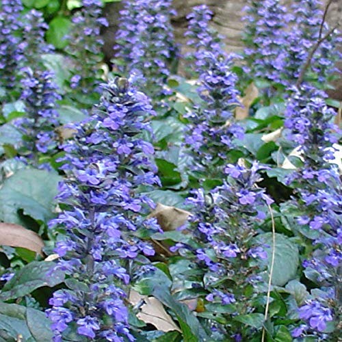 1254  Ajuga reptans  Catlins Giant   I  Svenskt namn  :Revsuga  I  Krukstorlek   : 11c  I  Förväntad Höjd  :  20 cm  I  Blomningstid :  juni - 2