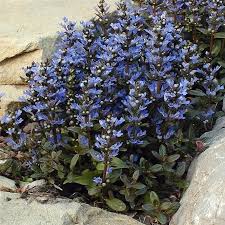 1248  Ajuga reptans  Chocolate Chip  I  Svenskt namn  :Revsuga  I  Krukstorlek   : 11c  I  Förväntad Höjd  :  10 cm  I  Blomningstid :  juni
