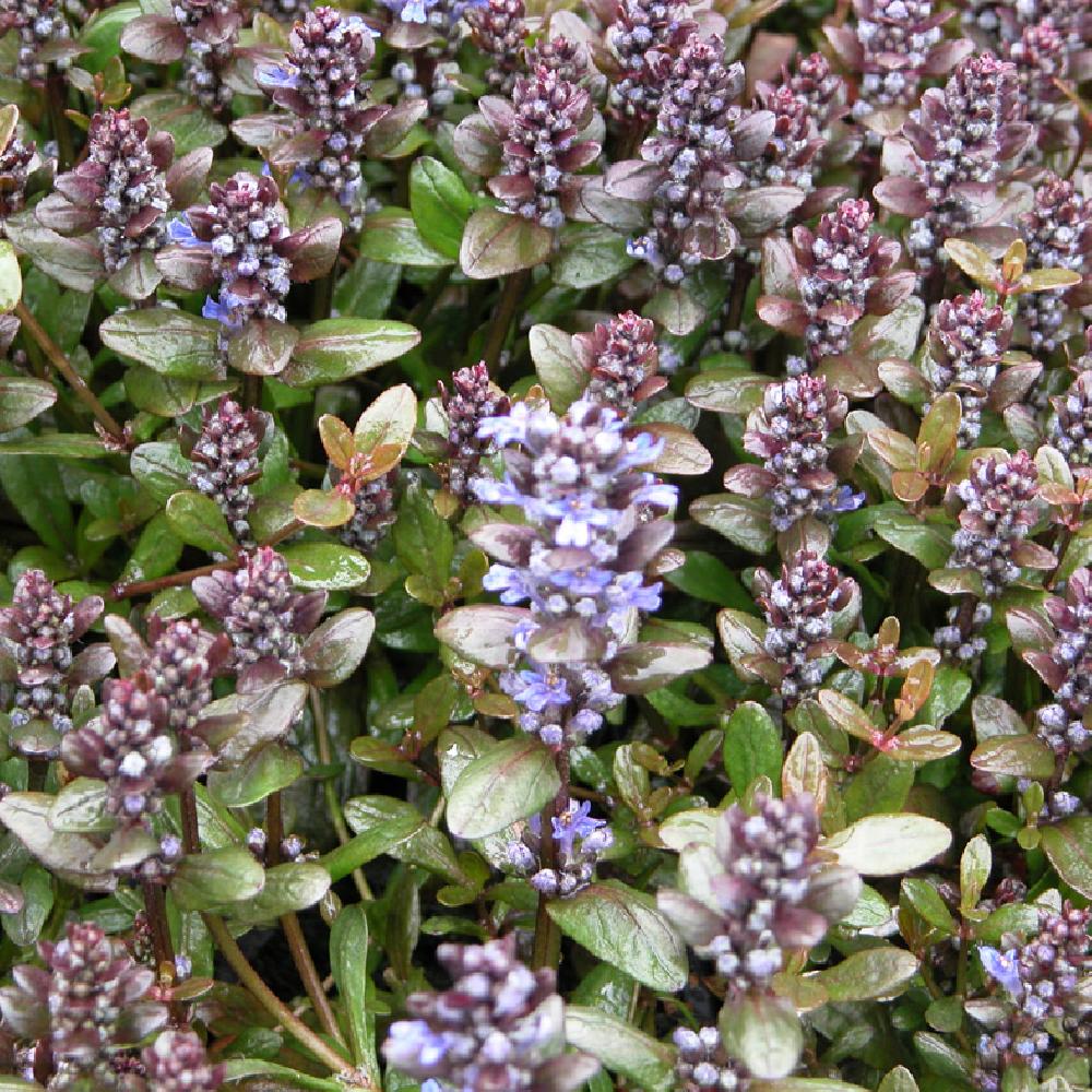 1248  Ajuga reptans  Chocolate Chip  I  Svenskt namn  :Revsuga  I  Krukstorlek   : 11c  I  Förväntad Höjd  :  10 cm  I  Blomningstid :  juni - 3