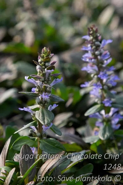 1248  Ajuga reptans  Chocolate Chip  I  Svenskt namn  :Revsuga  I  Krukstorlek   : 11c  I  Förväntad Höjd  :  10 cm  I  Blomningstid :  juni - 2