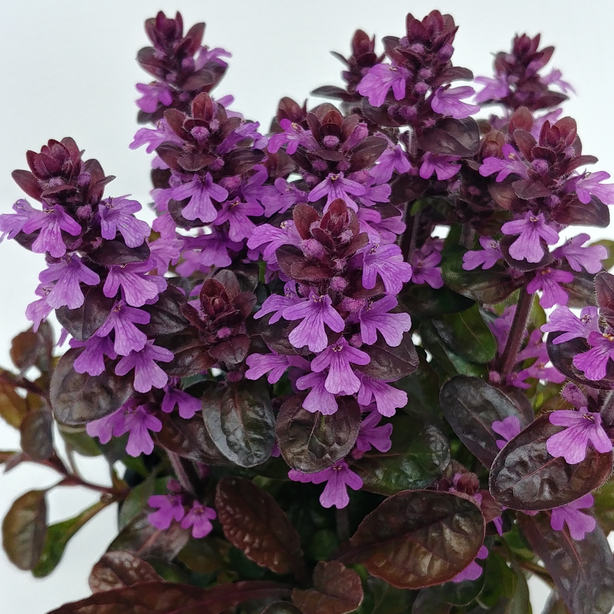 1250  Ajuga reptans  Midnight Mystery  I  Svenskt namn  :Revsuga  I  Krukstorlek   : 11c  I  Förväntad Höjd  :  10 cm  I  Blomningstid :  juni - 2