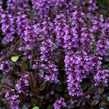 1250  Ajuga reptans  Midnight Mystery  I  Svenskt namn  :Revsuga  I  Krukstorlek   : 11c  I  Förväntad Höjd  :  10 cm  I  Blomningstid :  juni