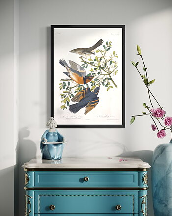 John James Audubon - Mountain Mocking Bird - Poster