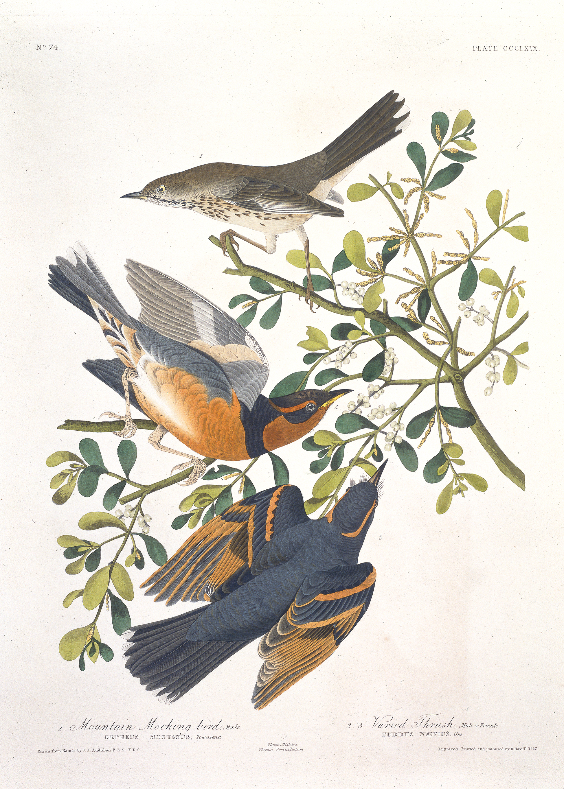 John James Audubon - Mountain Mocking Bird - Poster - 2