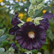 1267  Alcea rosea  Black Knight  I  Svenskt namn  :Stockros  I  Krukstorlek   : 11c  I  Förväntad Höjd  :  180 cm  I  Blomningstid :  juli-sept - 2
