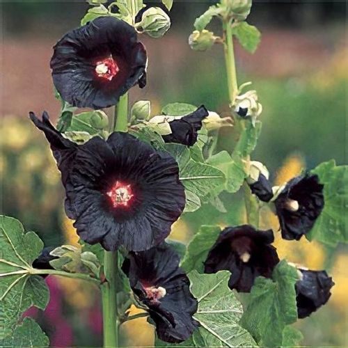 1267  Alcea rosea  Black Knight  I  Svenskt namn  :Stockros  I  Krukstorlek   : 11c  I  Förväntad Höjd  :  180 cm  I  Blomningstid :  juli-sept