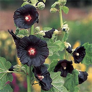 1267  Alcea rosea  Black Knight  I  Svenskt namn  :Stockros  I  Krukstorlek   : 11c  I  Förväntad Höjd  :  180 cm  I  Blomningstid :  juli-sept