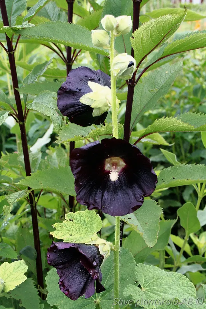 1267  Alcea rosea  Black Knight  I  Svenskt namn  :Stockros  I  Krukstorlek   : 11c  I  Förväntad Höjd  :  180 cm  I  Blomningstid :  juli-sept - 3