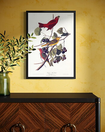 John James Audubon - Summer Red Bird - Poster