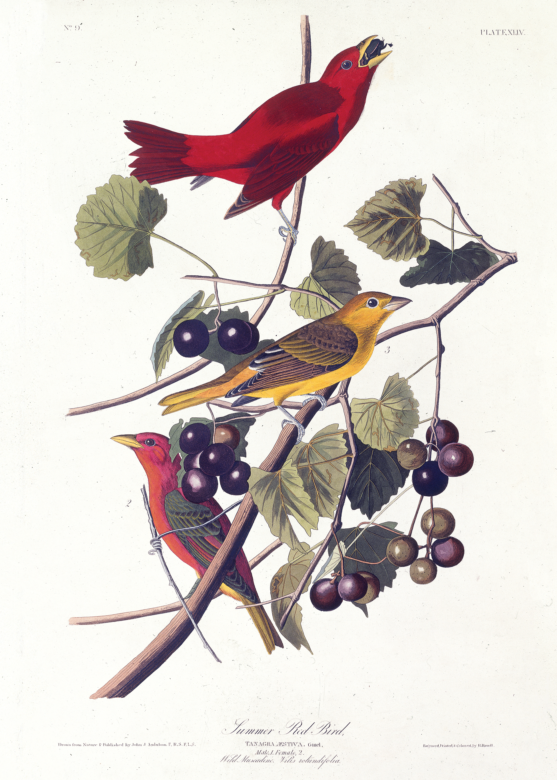 John James Audubon - Summer Red Bird - Poster - 2