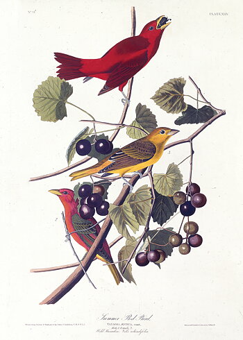 John James Audubon - Summer Red Bird - Poster