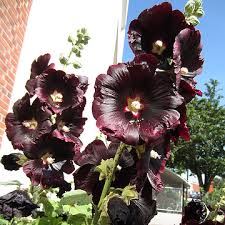 1270  Alcea rosea  Nigra  I  Svenskt namn  :Stockros  I  Krukstorlek   : 11c  I  Förväntad Höjd  :  180 cm  I  Blomningstid :  juli-sept - 2