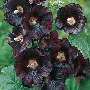 1270  Alcea rosea  Nigra  I  Svenskt namn  :Stockros  I  Krukstorlek   : 11c  I  Förväntad Höjd  :  180 cm  I  Blomningstid :  juli-sept
