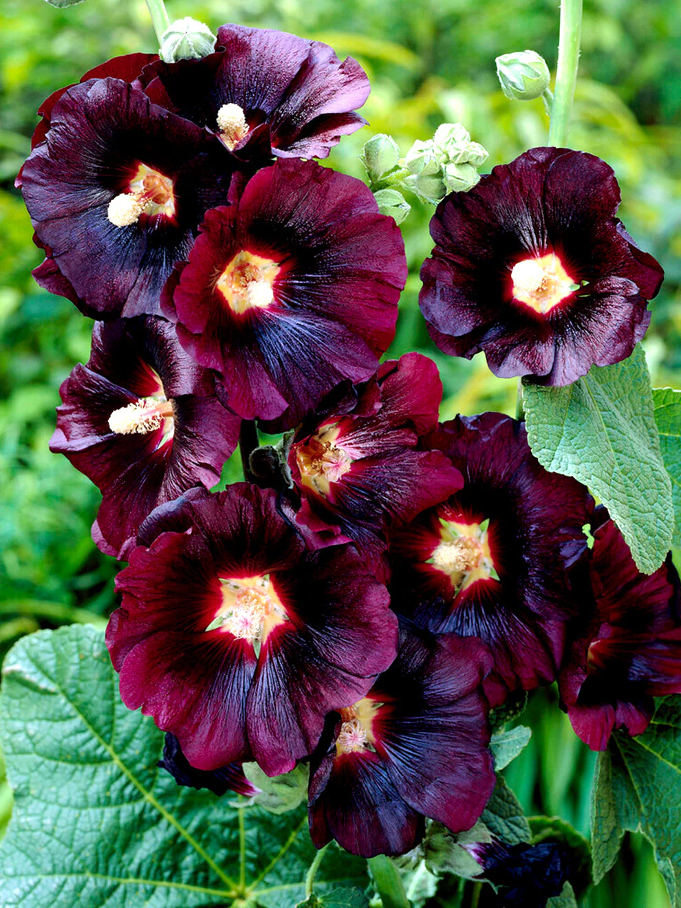 1270  Alcea rosea  Nigra  I  Svenskt namn  :Stockros  I  Krukstorlek   : 11c  I  Förväntad Höjd  :  180 cm  I  Blomningstid :  juli-sept - 3