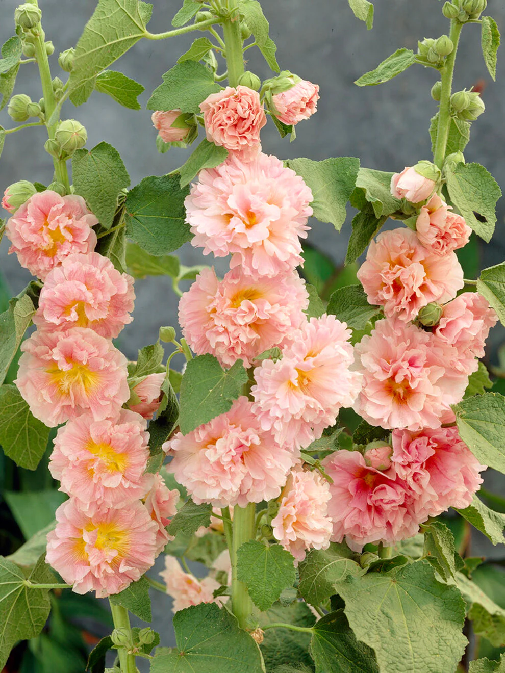 1262  Alcea rosea  Pleniflora Apricot  I  Svenskt namn  :Stockros  I  Krukstorlek   : 11c  I  Förväntad Höjd  :  200 cm  I  Blomningstid :  juli-sept - 3