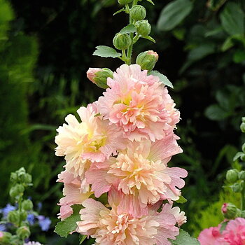1262  Alcea rosea  Pleniflora Apricot  I  Svenskt namn  :Stockros  I  Krukstorlek   : 11c  I  Förväntad Höjd  :  200 cm  I  Blomningstid :  juli-sept