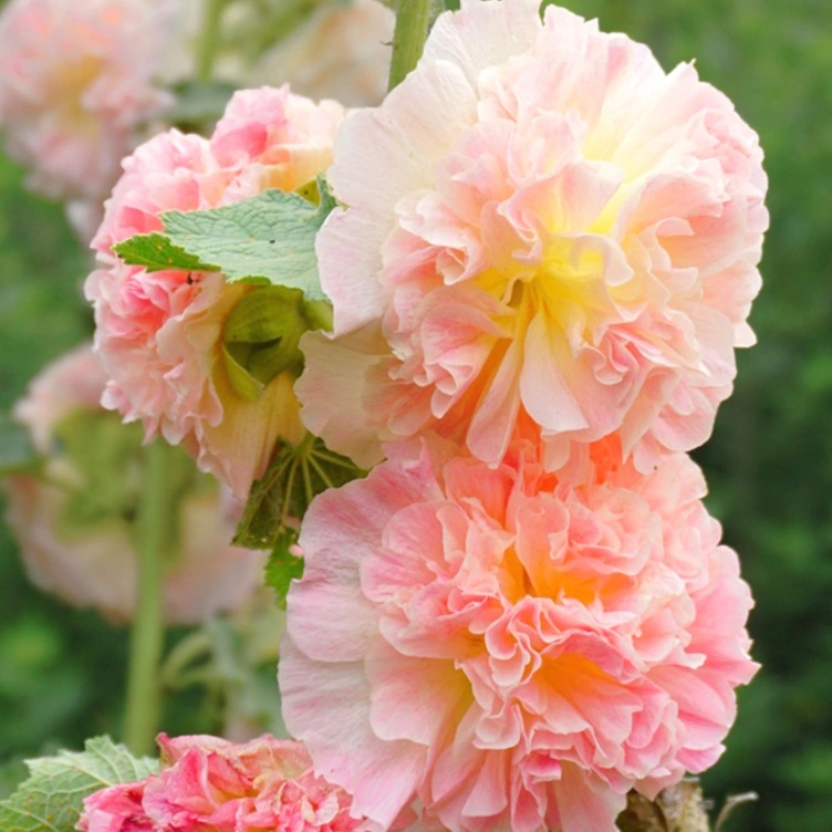 1262  Alcea rosea  Pleniflora Apricot  I  Svenskt namn  :Stockros  I  Krukstorlek   : 11c  I  Förväntad Höjd  :  200 cm  I  Blomningstid :  juli-sept - 2