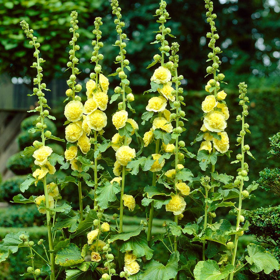 1259  Alcea rosea  Pleniflora Gul  I  Svenskt namn  :Stockros  I  Krukstorlek   : 11c  I  Förväntad Höjd  :  200 cm  I  Blomningstid :  juli-sept - 2