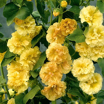 1259  Alcea rosea  Pleniflora Gul  I  Svenskt namn  :Stockros  I  Krukstorlek   : 11c  I  Förväntad Höjd  :  200 cm  I  Blomningstid :  juli-sept