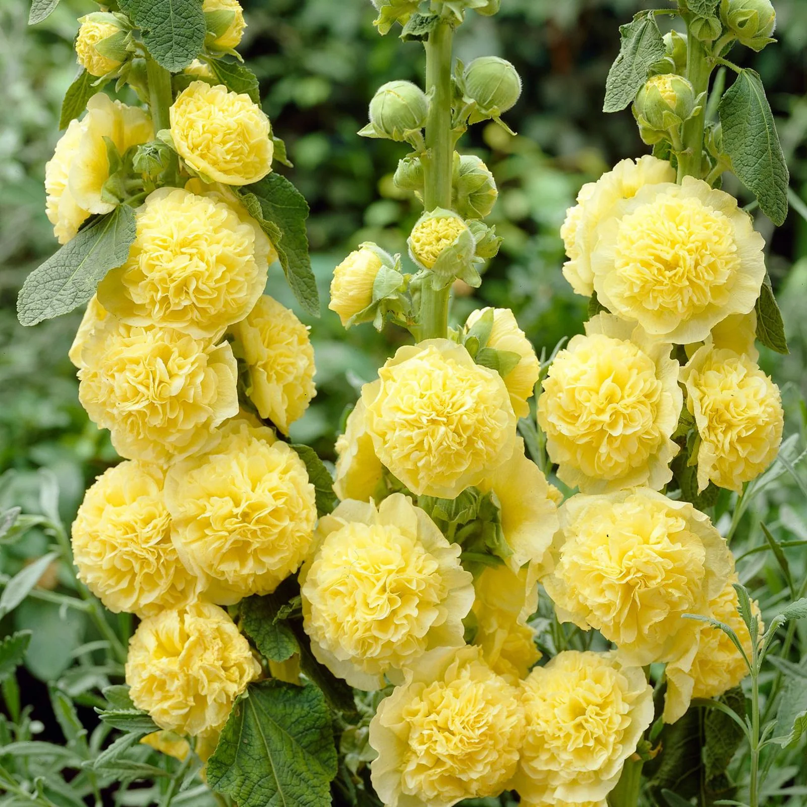 1259  Alcea rosea  Pleniflora Gul  I  Svenskt namn  :Stockros  I  Krukstorlek   : 11c  I  Förväntad Höjd  :  200 cm  I  Blomningstid :  juli-sept - 3