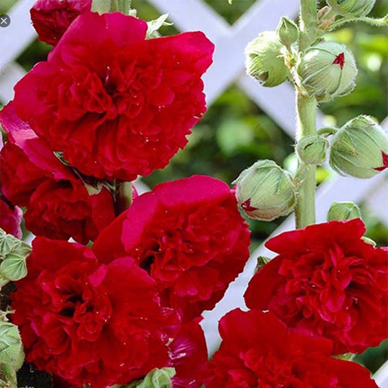1268  Alcea rosea  Pleniflora Mörkröd  I  Svenskt namn  :Stockros  I  Krukstorlek   : 11c  I  Förväntad Höjd  :  200 cm  I  Blomningstid :  juli-sept - 2