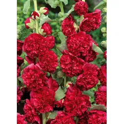 1268  Alcea rosea  Pleniflora Mörkröd  I  Svenskt namn  :Stockros  I  Krukstorlek   : 11c  I  Förväntad Höjd  :  200 cm  I  Blomningstid :  juli-sept - 3