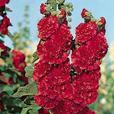 1268  Alcea rosea  Pleniflora Mörkröd  I  Svenskt namn  :Stockros  I  Krukstorlek   : 11c  I  Förväntad Höjd  :  200 cm  I  Blomningstid :  juli-sept