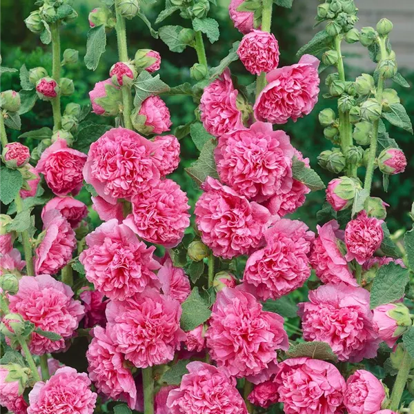 1261  Alcea rosea  Pleniflora Rosa  I  Svenskt namn  :Stockros  I  Krukstorlek   : 11c  I  Förväntad Höjd  :  200 cm  I  Blomningstid :  juli-sept - 2