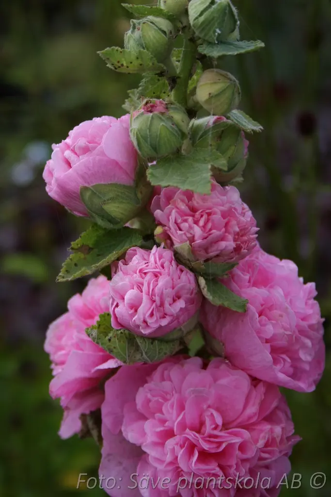 1261  Alcea rosea  Pleniflora Rosa  I  Svenskt namn  :Stockros  I  Krukstorlek   : 11c  I  Förväntad Höjd  :  200 cm  I  Blomningstid :  juli-sept - 3