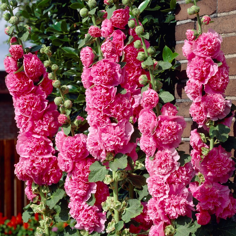 1261  Alcea rosea  Pleniflora Rosa  I  Svenskt namn  :Stockros  I  Krukstorlek   : 11c  I  Förväntad Höjd  :  200 cm  I  Blomningstid :  juli-sept