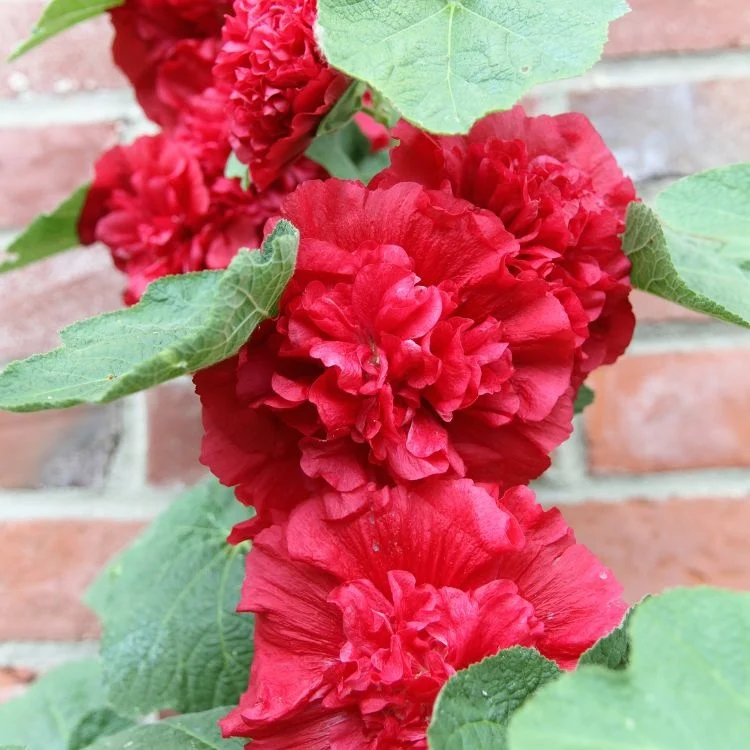 1263  Alcea rosea  Pleniflora Röd  I  Svenskt namn  :Stockros  I  Krukstorlek   : 11c  I  Förväntad Höjd  :  200 cm  I  Blomningstid :  juli-sept - 3