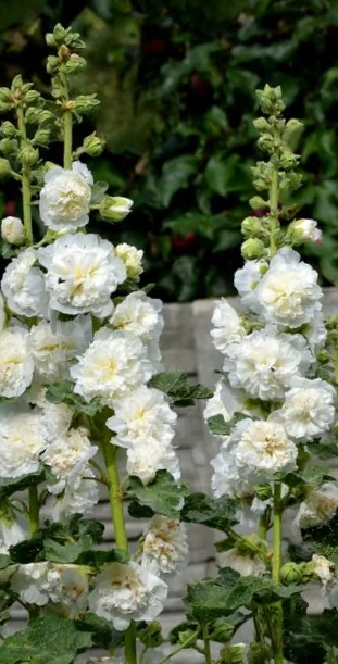 1265  Alcea rosea  Pleniflora Vit  I  Svenskt namn  :Stockros  I  Krukstorlek   : 11c  I  Förväntad Höjd  :  200 cm  I  Blomningstid :  juli-sept - 2