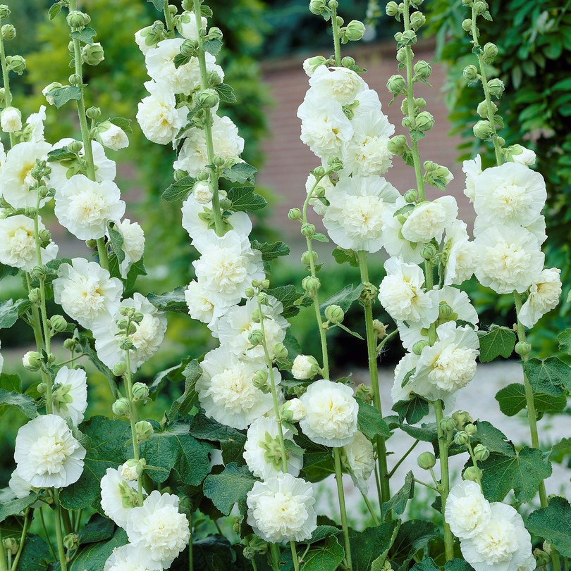 1265  Alcea rosea  Pleniflora Vit  I  Svenskt namn  :Stockros  I  Krukstorlek   : 11c  I  Förväntad Höjd  :  200 cm  I  Blomningstid :  juli-sept - 3
