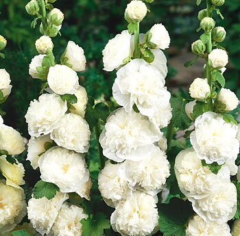 1265  Alcea rosea  Pleniflora Vit  I  Svenskt namn  :Stockros  I  Krukstorlek   : 11c  I  Förväntad Höjd  :  200 cm  I  Blomningstid :  juli-sept