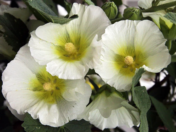 1266  Alcea rosea  Polarstar  I  Svenskt namn  :Stockros  I  Krukstorlek   : 11c  I  Förväntad Höjd  :  180 cm  I  Blomningstid :  juli-sept - 3