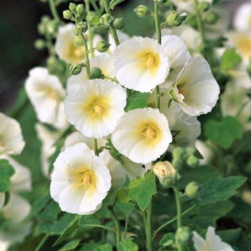 1266  Alcea rosea  Polarstar  I  Svenskt namn  :Stockros  I  Krukstorlek   : 11c  I  Förväntad Höjd  :  180 cm  I  Blomningstid :  juli-sept - 2