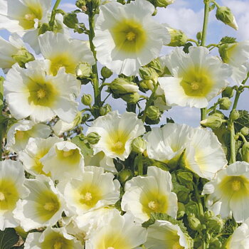 1266  Alcea rosea  Polarstar  I  Svenskt namn  :Stockros  I  Krukstorlek   : 11c  I  Förväntad Höjd  :  180 cm  I  Blomningstid :  juli-sept